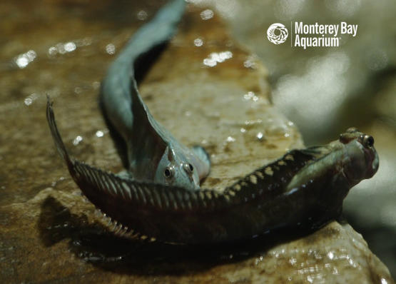 سمكة تخشى الماء ولا تجيد السباحة