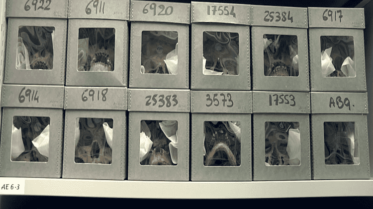 فرنسا تعيد للجزائر جماجم ثوارها