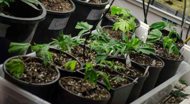 الأشغال الشاقة لشقيقين زرعا الماريغوانا بمنزلهما