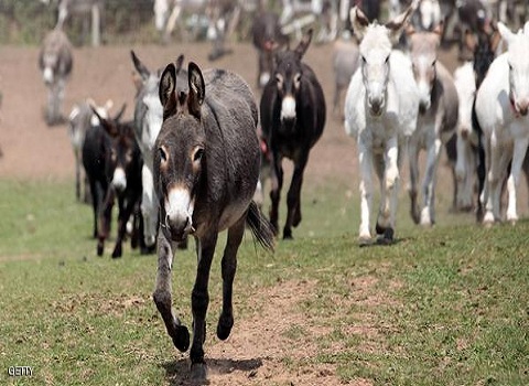 وليمة وحفل وداعي بمناسبة إحالة 3