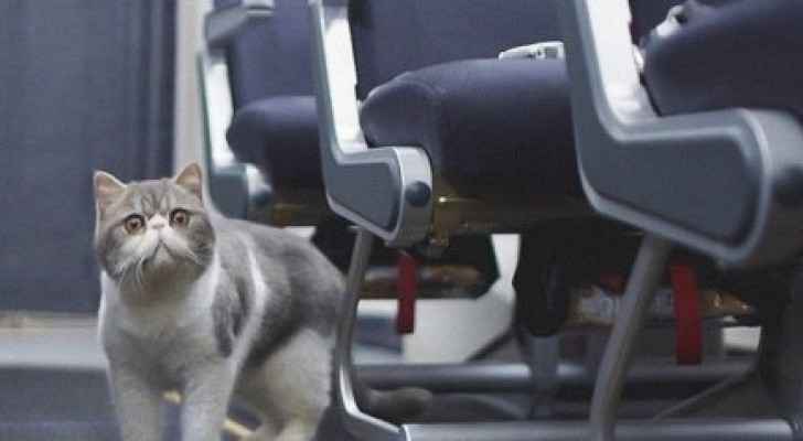 قطة تتسبب بهبوط طائرة سعودية اضطراريا