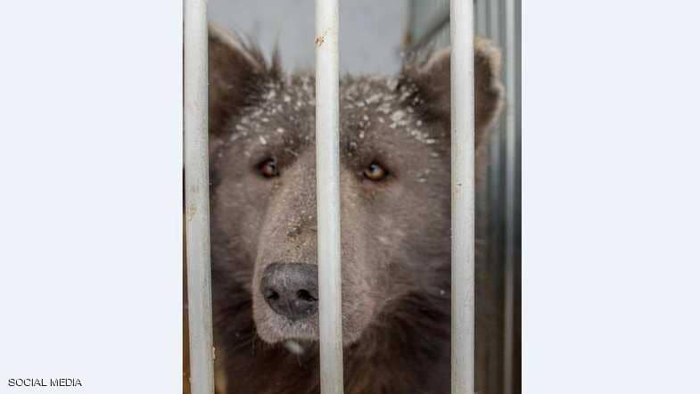 بالصور.. الكشف عن ماهية حيوان غامض