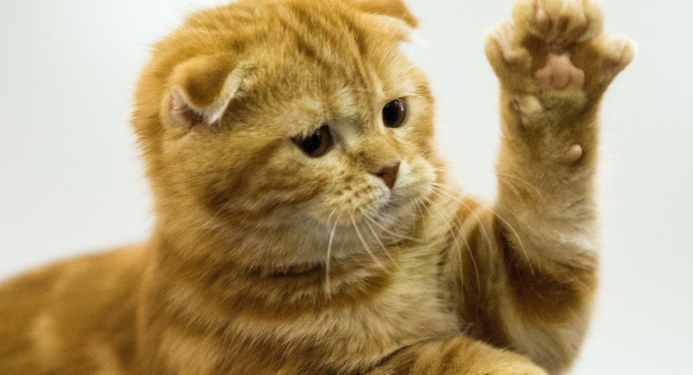 الخارجية الفرنسية تجنّد قطتين.. والسبب