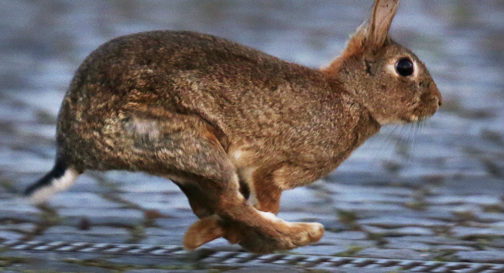 لحم الأرانب يغزو موائد السوريين نتيجة