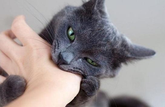 احذر الاستهانة بعضة الحيوانات