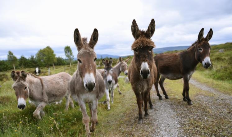 الصين تنعش سوق الحمير في نيجيريا