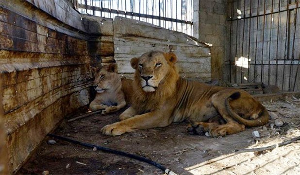 حديقة حيوانات في دبي بربع مليار