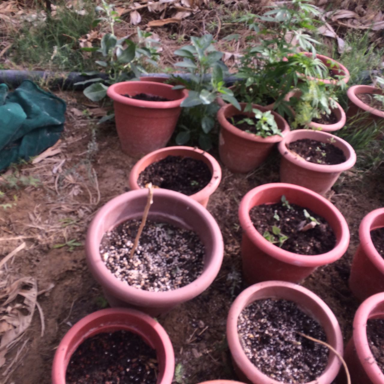 ضبط 1633 1632 1632 كغم من