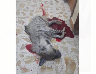 الصحة: ما تم تداوله حول مهاجمة