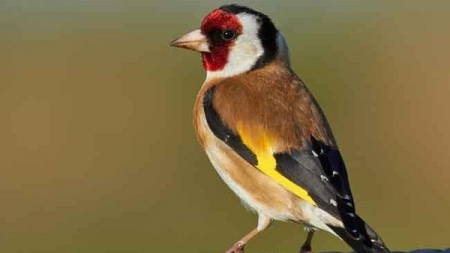 «إسرائيل» تحبط محاولة تهريب 37 طير