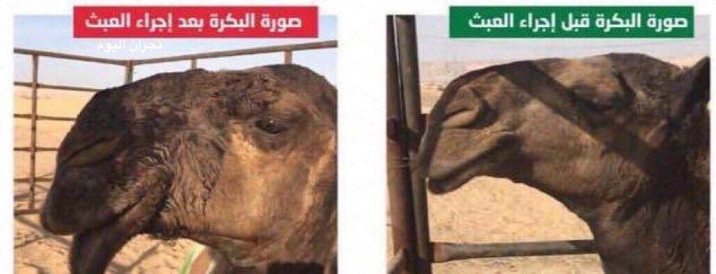 السعودية.. ضبط طبيب بيطري يجري عمليات