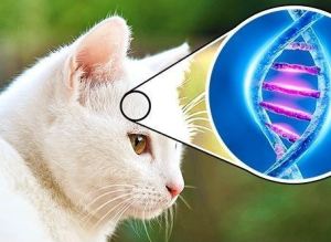 قط وراء كشف جريمة وحمامة أنقذت