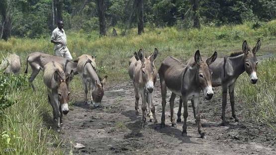 الصين تلاحق الحمير الأفريقية