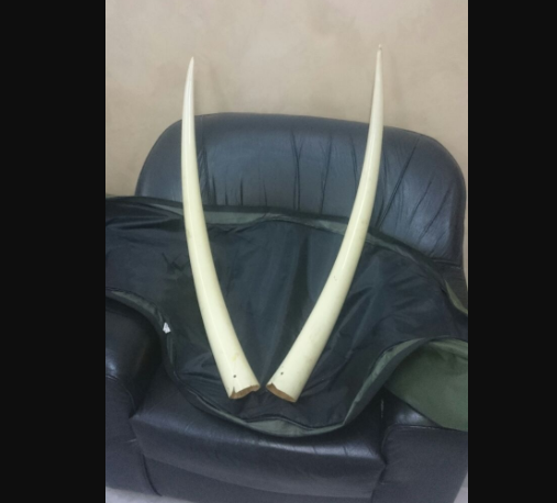 الأمن يضبط ’نابي فيل‘ من العاج