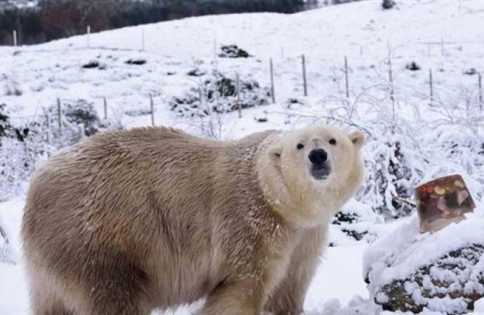 ميلاد أول دب قطبي في بريطانيا
