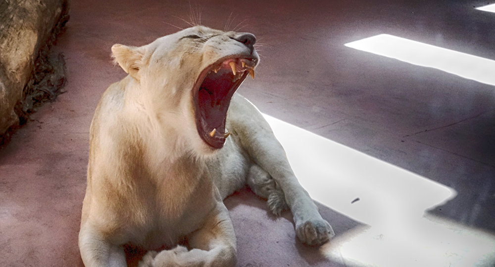 مقطع مؤثر لأسد يبحث عن طعامه