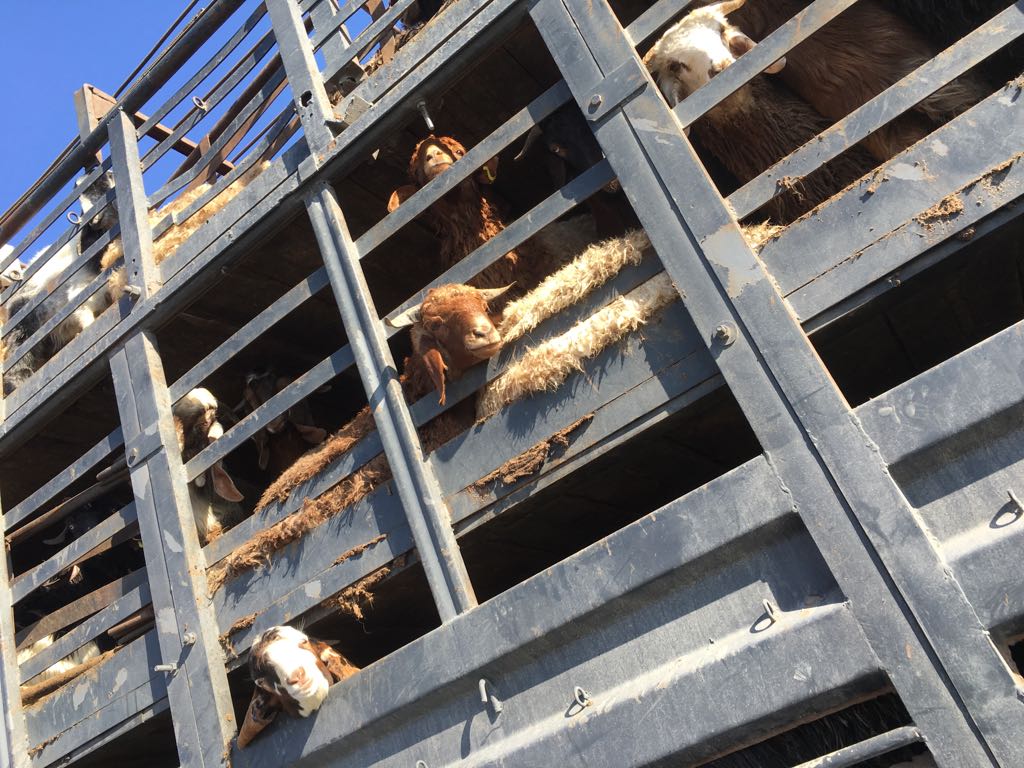 الجمارك تحبط قضايا تهريب الأسبوع الماضي