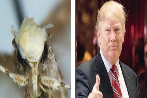 الحشرة ترمب آخر اكتشافات عالم أميركي..