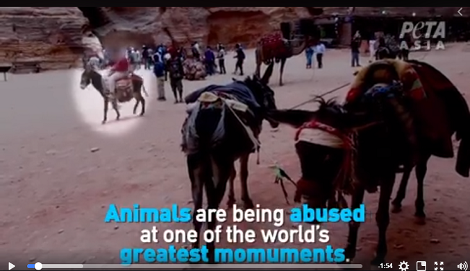 ضرب ’الحمير‘ في البترا يغضب منظمة