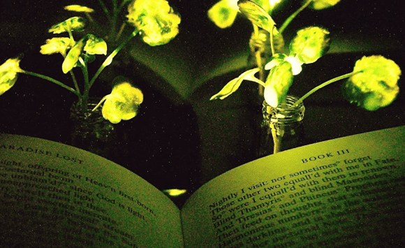 علماء الأحياء يطورون نباتات مضيئة