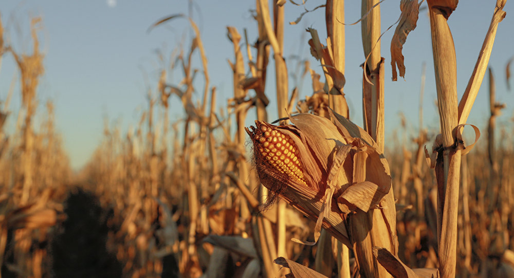 مزارع يدفن طفلين أحياء لسرقتهما الذرة