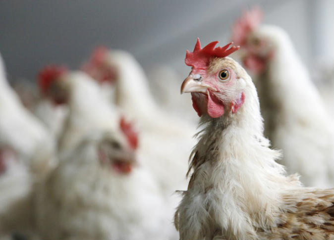 ظهور جديد لأنفلونزا الطيور في ألمانيا