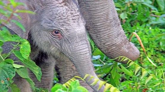 حبوب (منع حمل) للرجال من سم