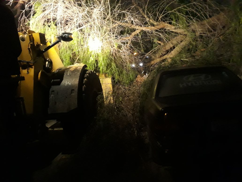 الامانه تتعامل مع أشجار سقطت بفعل