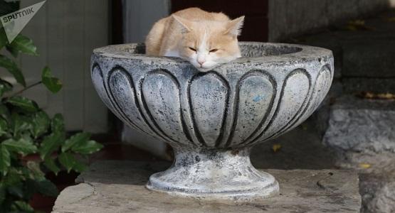 قط يرث 30 ألف يورو