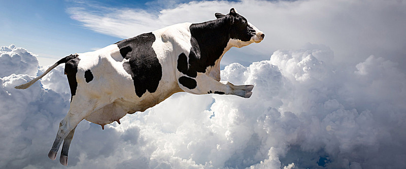 بقرة ترى الثلج لأول مرة.. فرقصت