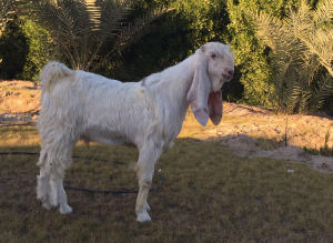 يقومون بنفخ شفتيها بالبوتوكس في الكويت..