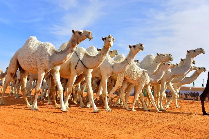 في السعودية.. حمى التجميل تصيب الإبل..