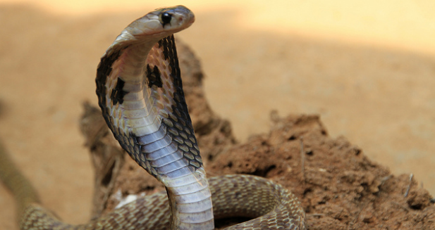 كوبرا عملاقة تشل حركة المرور في