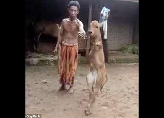 عجل يسير على رجلين مثل الإنسان