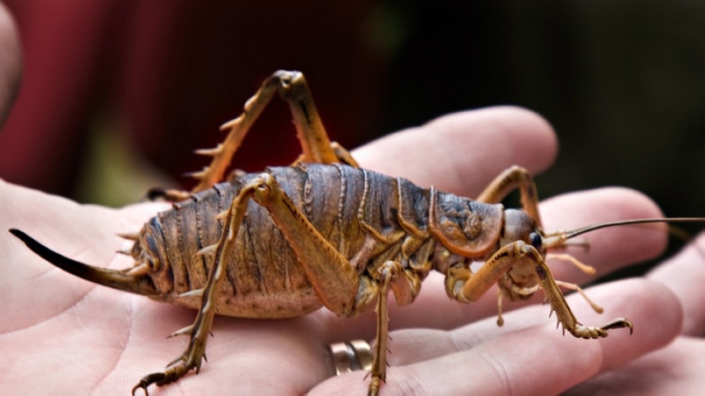 اربد: تنسيب باغلاق مخبز بعد العثور