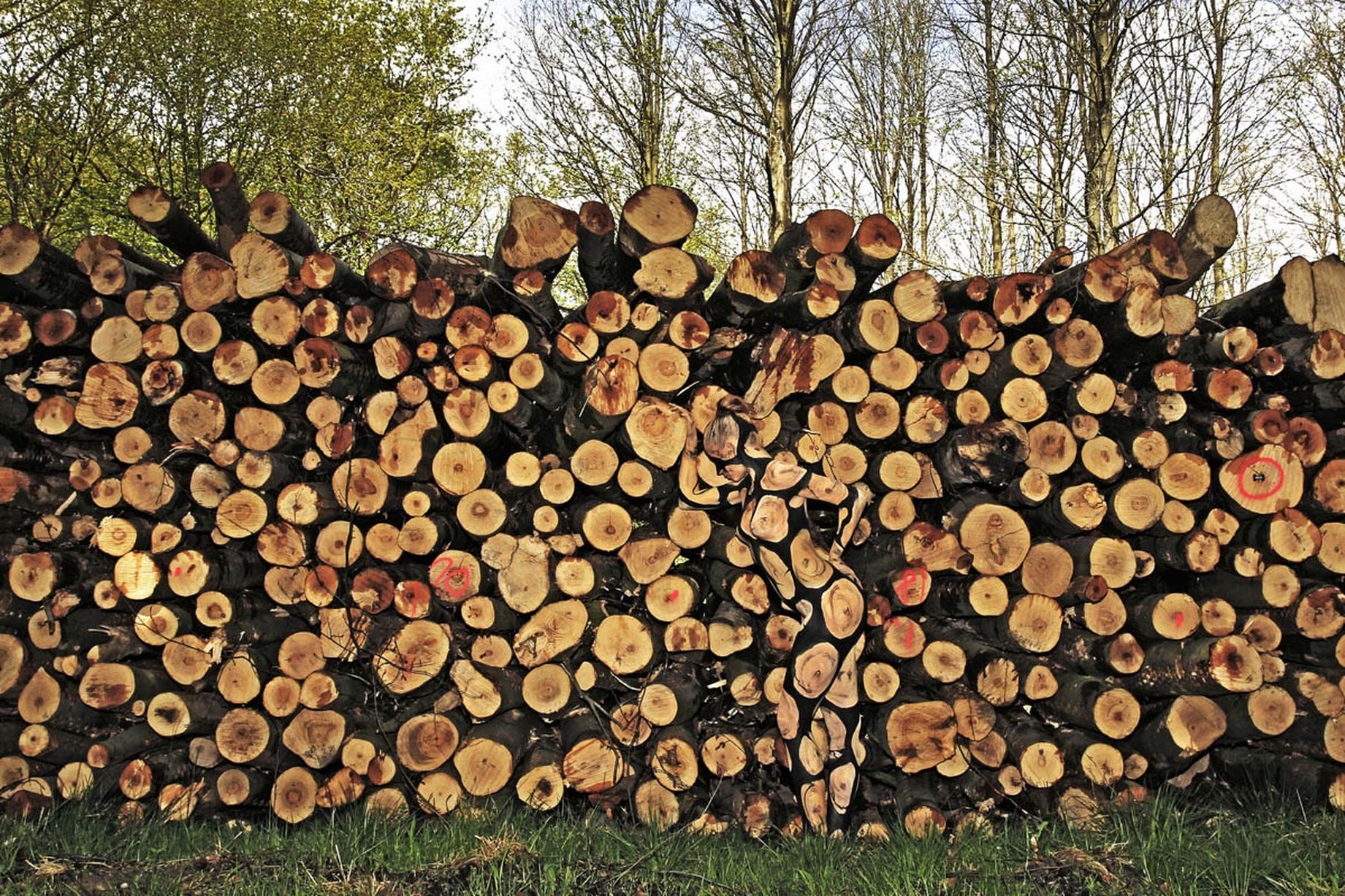 ضبط طن ونصف من الأحطاب المقطوعة