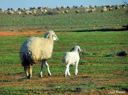 هل تعلمون ماذا يحدث للحيوانات من