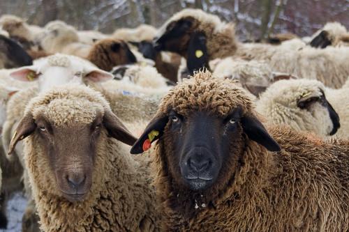 الخليج يستورد 417 ألف خروف من