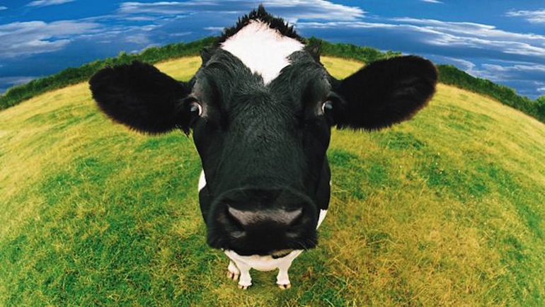 بقرة سمّمتها أفعى تودي بالعشرات إلى