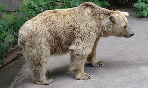 دب سوري يقتحم شوارع البصرة (فيديو)