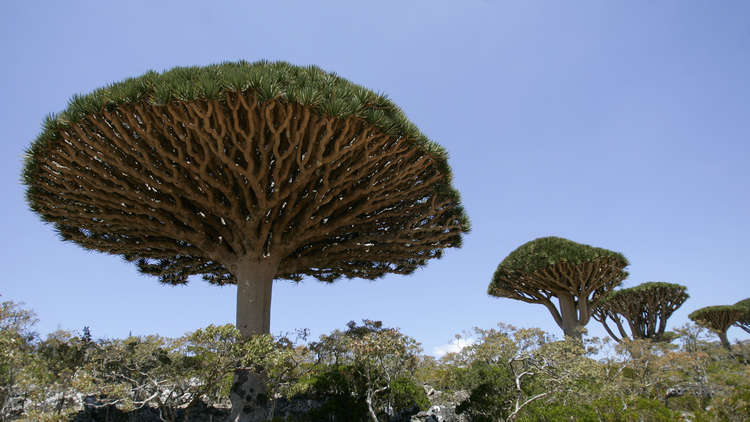 حسم الجدل حول نقل ’أشجار سقطرى‘