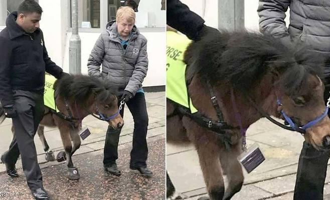 حصان قزم يعمل دليلا للمكفوفين في