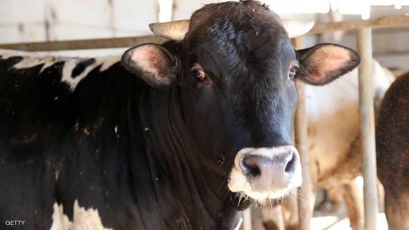 ’البقرة الخبيثة‘ تسقط عشرات الضحايا ببلدة