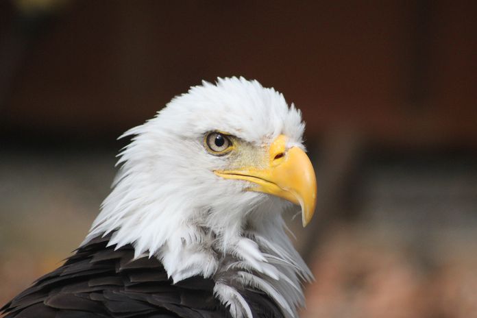 الأردن ينقذ نسرا مهددا بالانقراض على