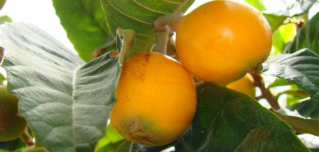 ورشة توعوية عن أمراض الاسكدنيا في