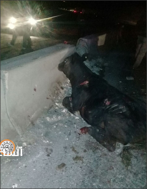 نفوق 4 عجول بتدهور تريلا عند