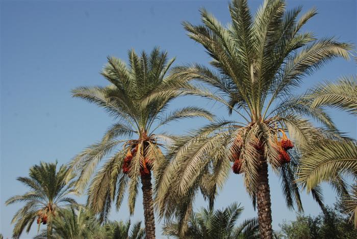 اتلاف 1890 شجرة نخيل في الاغوار