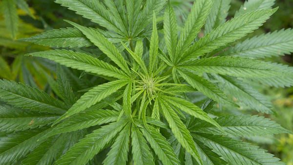 البلقاء : الأجهزة الأمنية تضبط 60