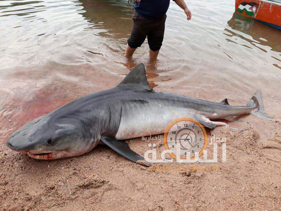 اصطياد قرش تايجر في خليج العقبة