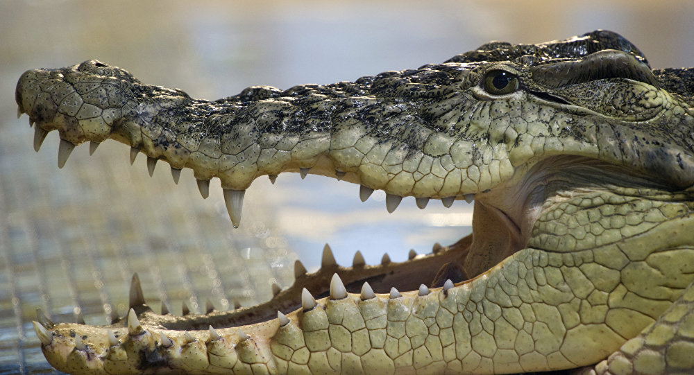 كيف التهمت التماسيح نصف فرقة عسكرية